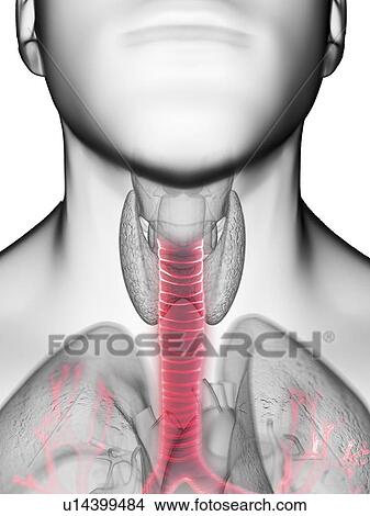 Picture - Illustration of a man's trachea.. Fotosearch