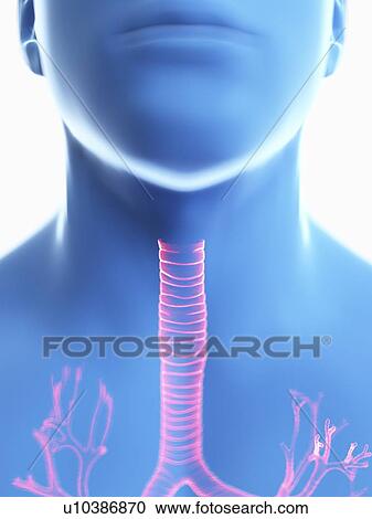 Stock Image - Illustration of a man's trachea.. Fotosearch