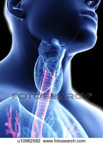 Illustration of a man's trachea. View Large Photo Image Stock Image - Illustration of a man's trachea.. Fotosearch