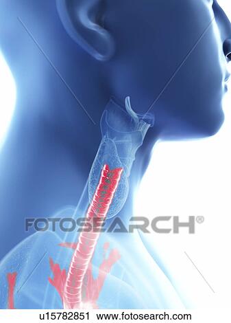 Illustration of a man's trachea. View Large Photo Image Stock Image - Illustration of a man's trachea.. Fotosearch
