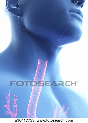 Stock Image - Illustration of a man's trachea.. Fotosearch