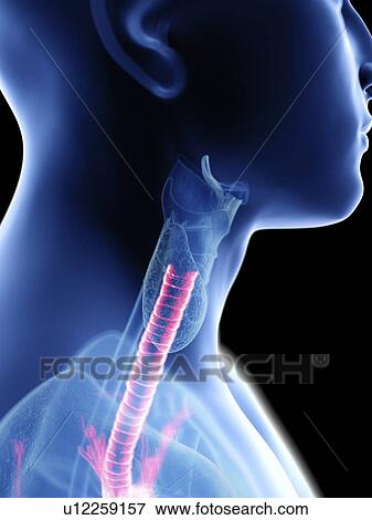 Illustration of a man's trachea. View Large Photo Image Stock Photo - Illustration of a man's trachea.. Fotosearch