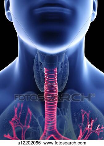 Illustration of a man's trachea. View Large Photo Image Stock Photograph - Illustration of a man's trachea.. Fotosearch