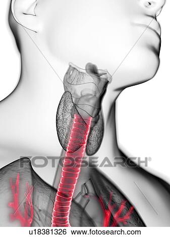 Illustration of a man's trachea. View Large Photo Image Stock Photograph - Illustration of a man's trachea.. Fotosearch