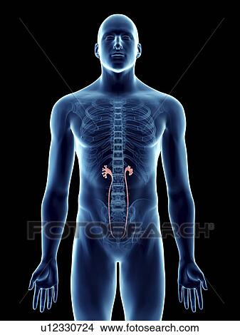 Picture - Illustration of a man's ureters.. Fotosearch