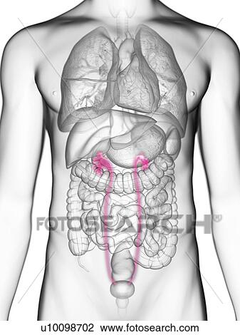 Stock Image - Illustration of a man's ureters.. Fotosearch