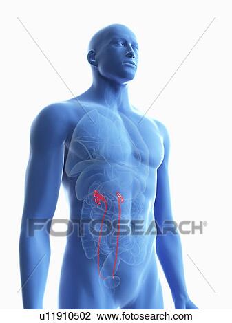 Stock Image - Illustration of a man's ureters.. Fotosearch