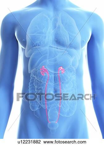 Stock Image - Illustration of a man's ureters.. Fotosearch