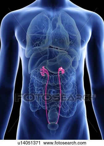 Illustration of a man's ureters. View Large Photo Image Stock Image - Illustration of a man's ureters.. Fotosearch