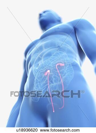 Stock Image - Illustration of a man's ureters.. Fotosearch