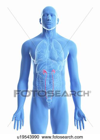 Illustration of a man's ureters. View Large Photo Image Stock Image - Illustration of a man's ureters.. Fotosearch
