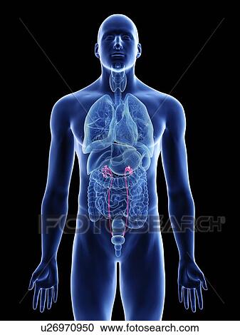 Stock Image - Illustration of a man's ureters.. Fotosearch