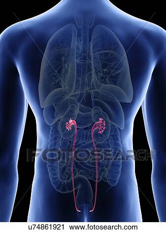 Illustration of a man's ureters. View Large Photo Image Stock Image - Illustration of a man's ureters.. Fotosearch