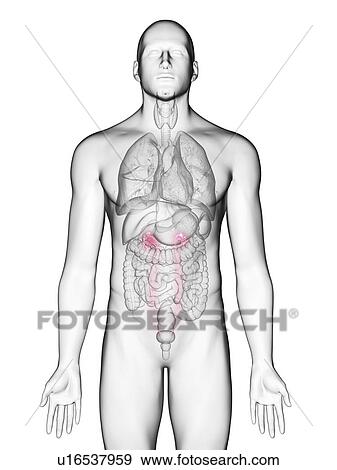 Stock Photo - Illustration of a man's ureters.. Fotosearch
