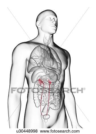 Stock Photo - Illustration of a man's ureters.. Fotosearch