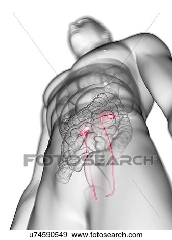 Illustration of a man's ureters. View Large Photo Image Stock Photo - Illustration of a man's ureters.. Fotosearch