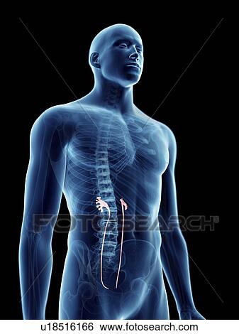 Stock Photograph - Illustration of a man's ureters.. Fotosearch