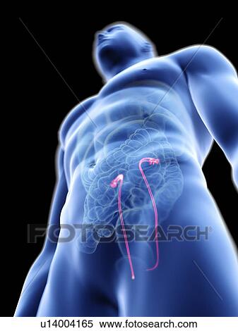 Stock Photography - Illustration of a man's ureters.. Fotosearch