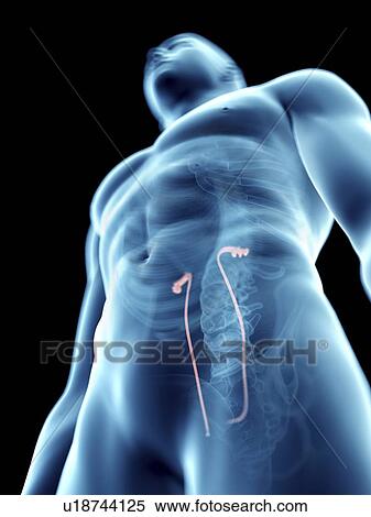 Stock Photography - Illustration of a man's ureters.. Fotosearch