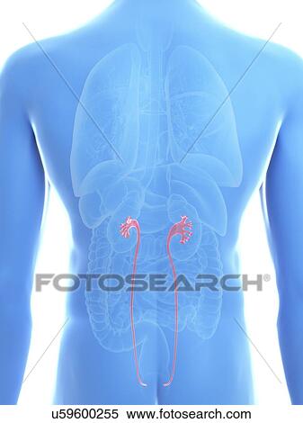 Stock Photography - Illustration of a man's ureters.. Fotosearch