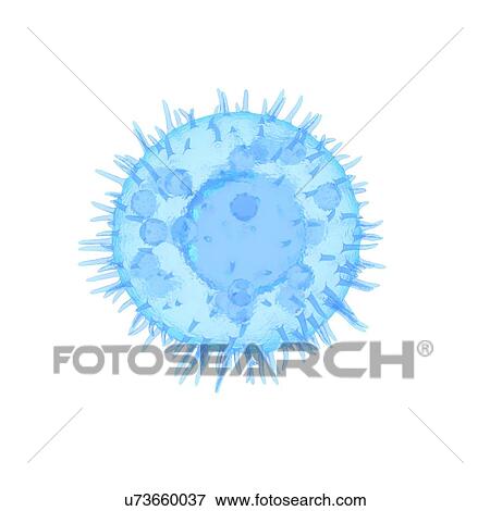 Stock Photo - Illustration of a mast cell.. Fotosearch