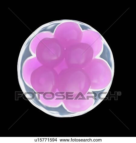 Illustration of a morula. View Large Photo Image Picture - Illustration of a morula.. Fotosearch