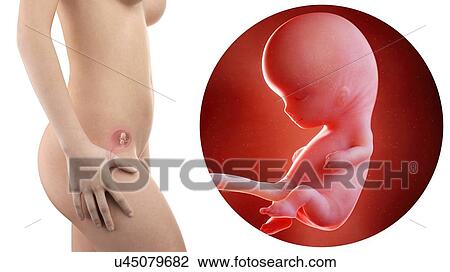 Illustration of a pregnant woman and 10 week foetus. View Large Photo Image Stock Image - Illustration of a pregnant woman and 10 week foetus.. Fotosearch