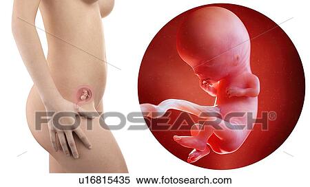 Stock Photography - Illustration of a pregnant woman and 11 week foetus.. Fotosearch