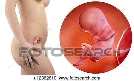 Stock Image - Illustration of a pregnant woman and 15 week foetus.. Fotosearch