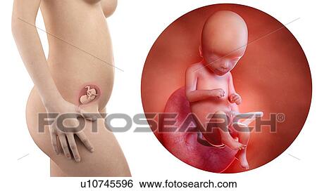 Stock Photograph - Illustration of a pregnant woman and 16 week foetus.. Fotosearch
