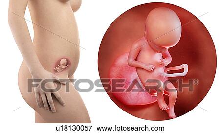 Stock Photo - Illustration of a pregnant woman and 17 week foetus.. Fotosearch