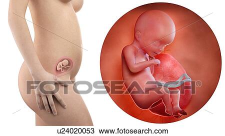 Stock Image - Illustration of a pregnant woman and 18 week foetus.. Fotosearch