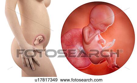 Illustration of a pregnant woman and 19 week foetus. View Large Photo Image Stock Photo - Illustration of a pregnant woman and 19 week foetus.. Fotosearch