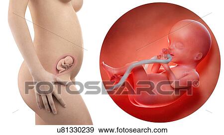 Stock Photo - Illustration of a pregnant woman and 20 week foetus.. Fotosearch