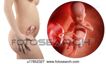 Stock Photo - Illustration of a pregnant woman and 21 week foetus.. Fotosearch