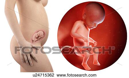 Stock Image - Illustration of a pregnant woman and 22 week foetus.. Fotosearch