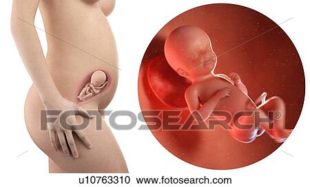 Illustration of a pregnant woman and 23 week foetus. View Large Photo Image Stock Image - Illustration of a pregnant woman and 23 week foetus.. Fotosearch
