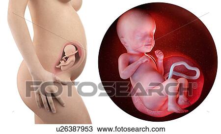 Stock Image - Illustration of a pregnant woman and 26 week foetus.. Fotosearch