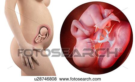Stock Photo - Illustration of a pregnant woman and 27 week foetus.. Fotosearch