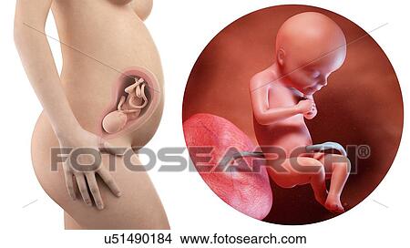 Picture - Illustration of a pregnant woman and 28 week foetus.. Fotosearch