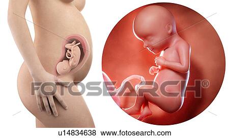 Stock Photo - Illustration of a pregnant woman and 29 week foetus.. Fotosearch