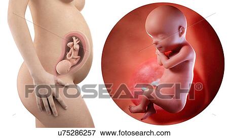 Stock Photo - Illustration of a pregnant woman and 30 week foetus.. Fotosearch
