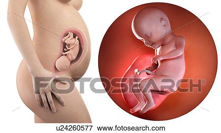 Stock Photo - Illustration of a pregnant woman and 31 week foetus.. Fotosearch