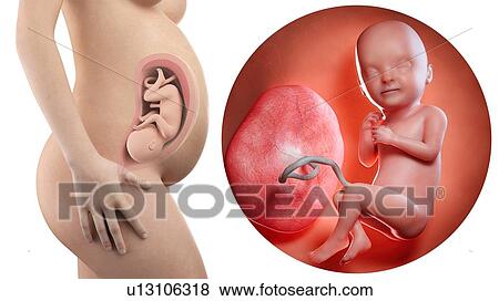 Stock Photo - Illustration of a pregnant woman and 33 week foetus.. Fotosearch