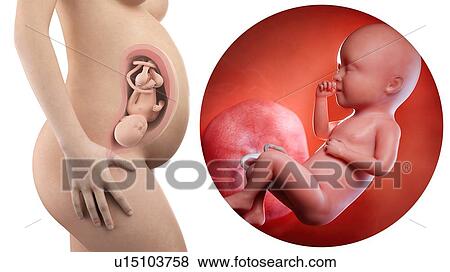 Stock Photo - Illustration of a pregnant woman and 34 week foetus.. Fotosearch