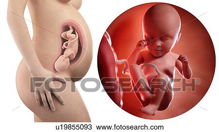 Stock Image - Illustration of a pregnant woman and 35 week foetus.. Fotosearch