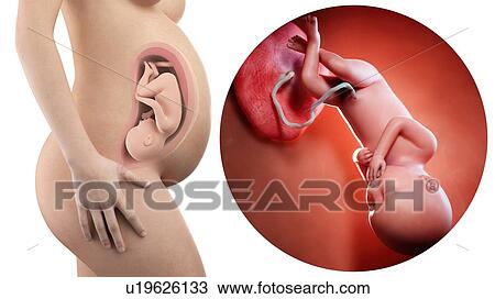 Stock Image - Illustration of a pregnant woman and 36 week foetus.. Fotosearch