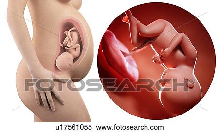 Illustration of a pregnant woman and 37 week foetus. View Large Photo Image Stock Photography - Illustration of a pregnant woman and 37 week foetus.. Fotosearch