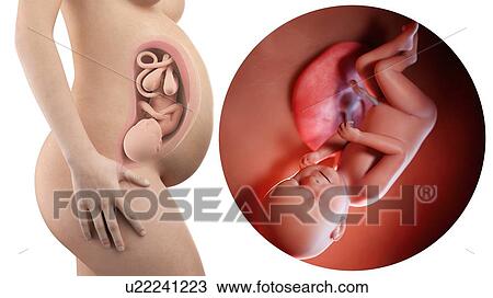 Stock Image - Illustration of a pregnant woman and 38 week foetus.. Fotosearch