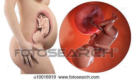 Stock Photo - Illustration of a pregnant woman and 39 week foetus.. Fotosearch